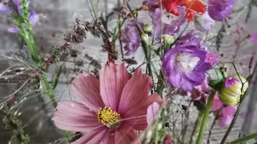 Bunte Blumen wachsen wild auf einem hölzernen Untergrund.
